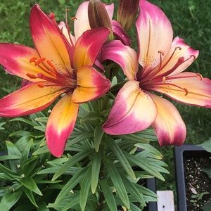 Meet your Posher, Amy